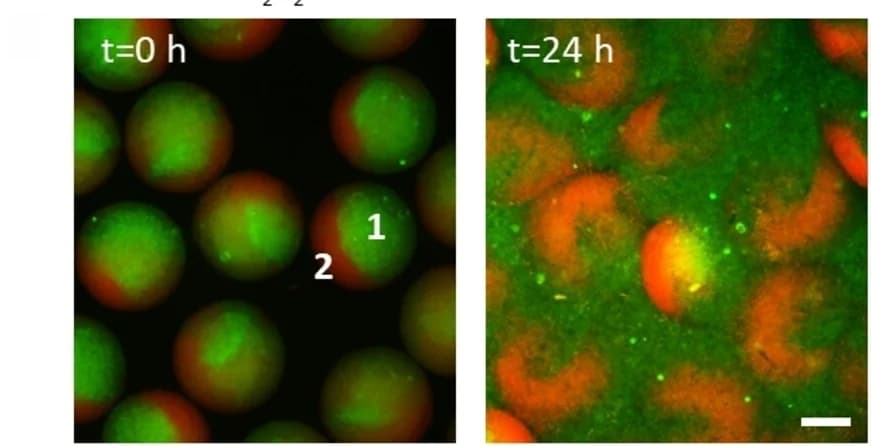 Open access visualization of Microscopy, CLSM Images, Hydrogel Microspheres, GOx, Urease