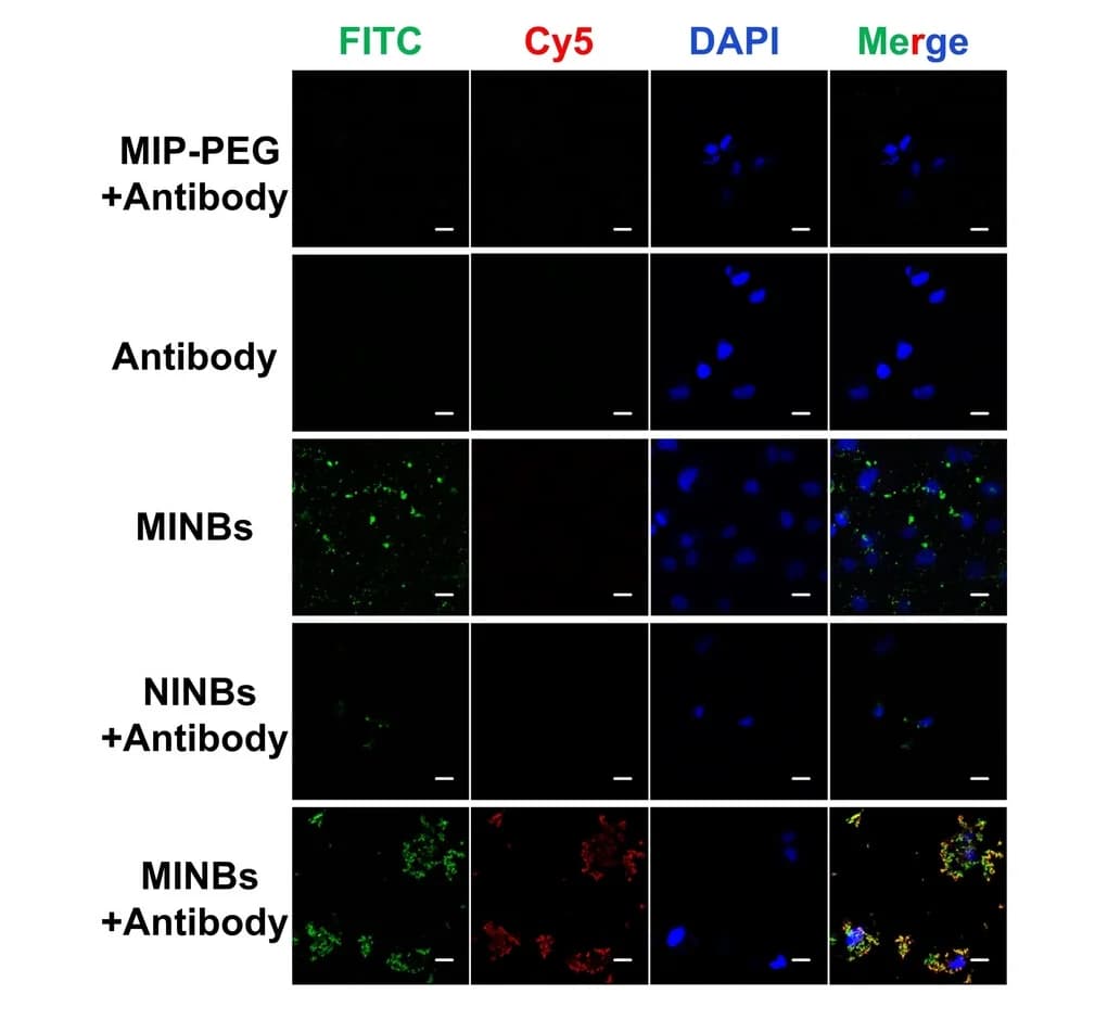 Open access visualization of Microscopy, CLSM Images, Hs578T Cells, Treatment