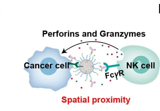 Open access visualization of Illustration, MINBs, PBMCs, Tumor Cells, Cytotoxicity