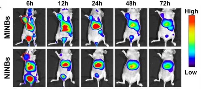 Open access visualization of Microscopy, Photo, In vivo fluorescence images, MDA-MB-157 tumor-bearing mice, MINBs
