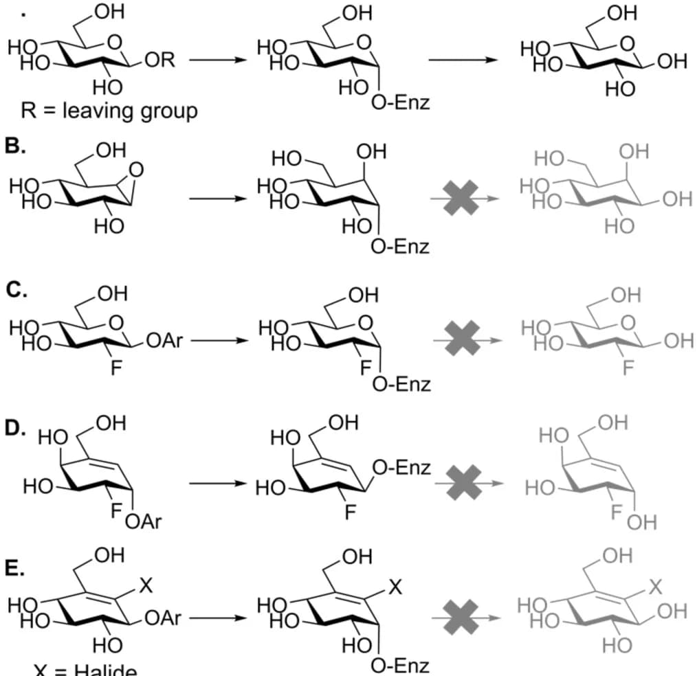 Open access visualization of Chemical Structure, Glycosidases, Mechanism