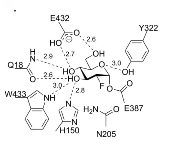 Open access visualization of Chemical Structure, SSB amino-acid side chains, Functional groups, 2F-Glc-SSB
