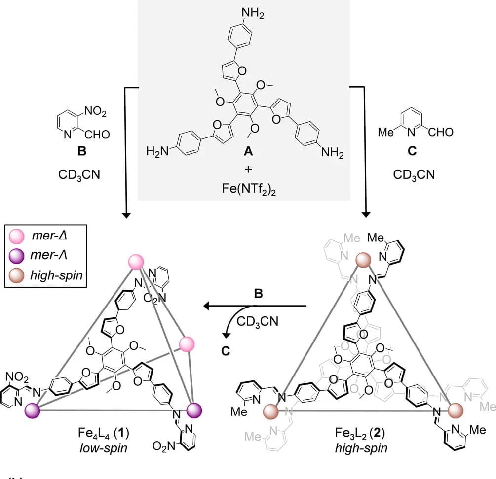 Open access visualization of Workflow, Chemical Structure, Self-Assembly, Capsule, Sandwich