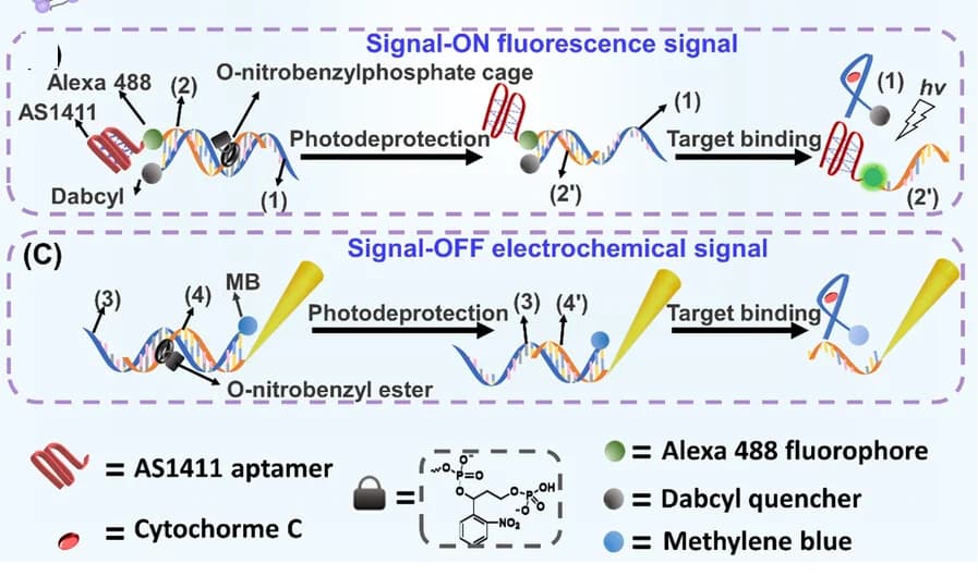Open access visualization of Workflow, Illustration, Fluorescence Detection
