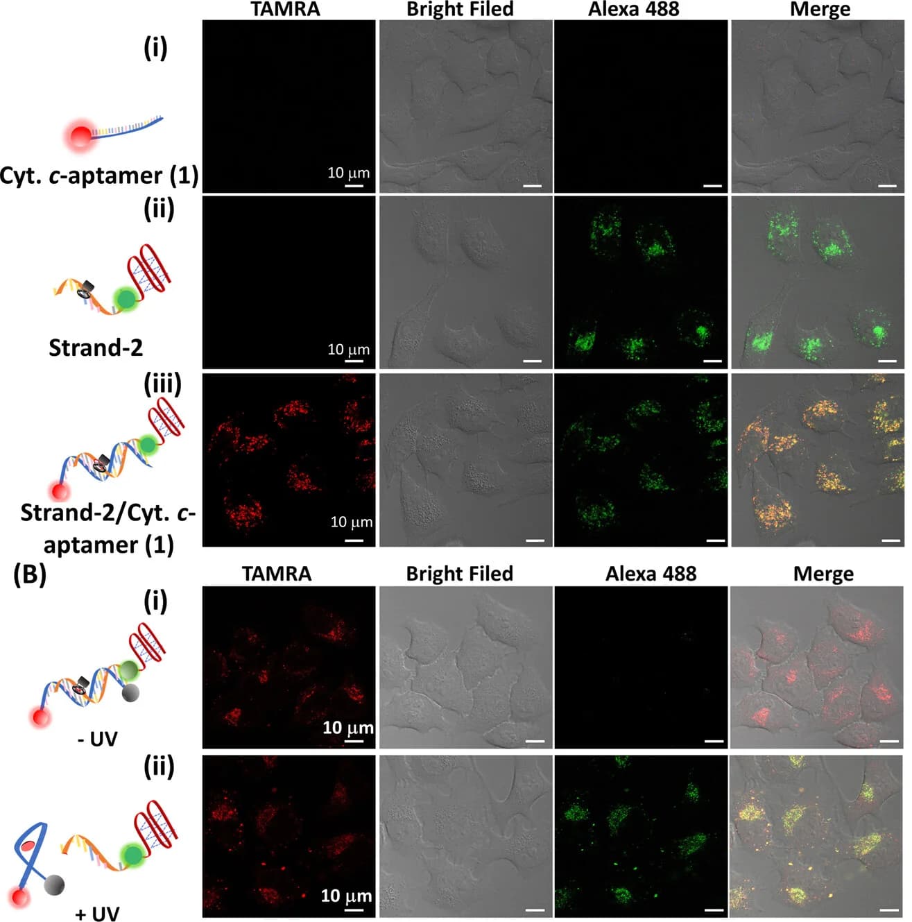 Open access visualization of Microscopy, Confocal Microscopy, Hela Cancer Cells, Fluorescent Optical Probe, TAMRA