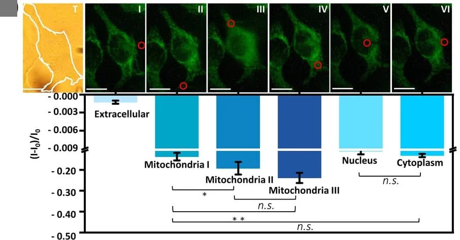Open access visualization of Bar Plot, Error Bars, Microscopy, Electrochemical evaluation, Cyt c concentrations
