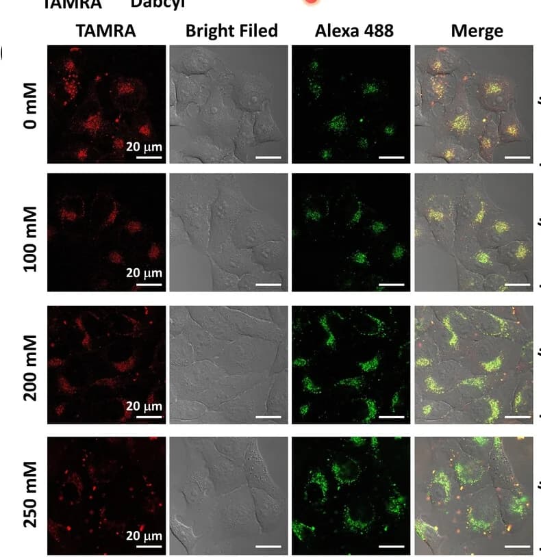 Open access visualization of Microscopy, Confocal Microscopy, Hela Cells, Apoptosis, Calcium Chloride