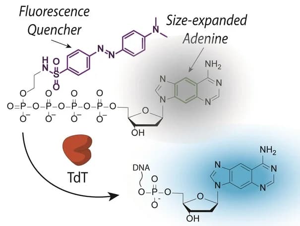 Open access visualization of Chemical Structure, Illustration, Quenched probe, Deoxyadenosine, FRET