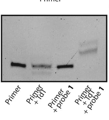 Open access visualization of Gel, Denaturing Gel, Primer Extension, xA Probe1, TdT
