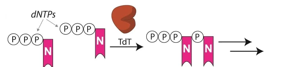 Open access visualization of Workflow, Illustration, DNA synthesis, TdT, dNTPs