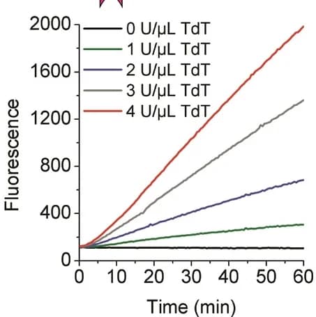 Open access visualization of Line Plot, TdT activity, xA probe1, Fluorescence
