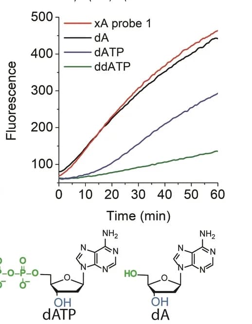Open access visualization of Line Plot, Competition experiments, dA, dATP, ddATP