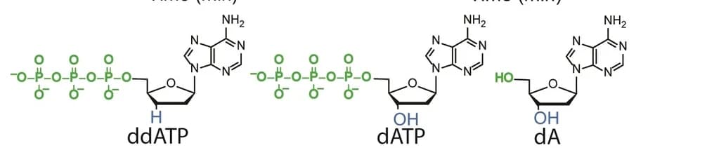 Open access visualization of Chemical Structure, Molecular structures, ddATP, dATP, dA