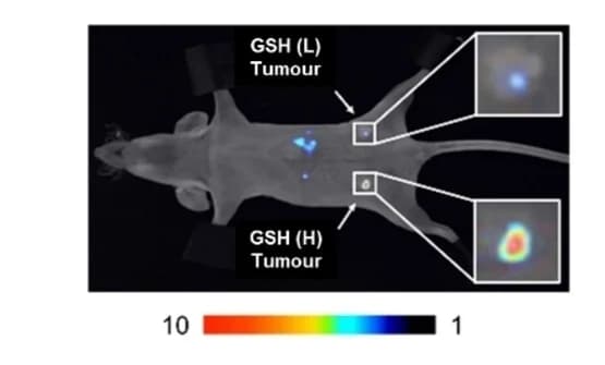 Open access visualization of Photo, Microscopy, NIR II/NIR I ratiometric fluorescence imaging, Mouse, Dual orthotopic breast tumor