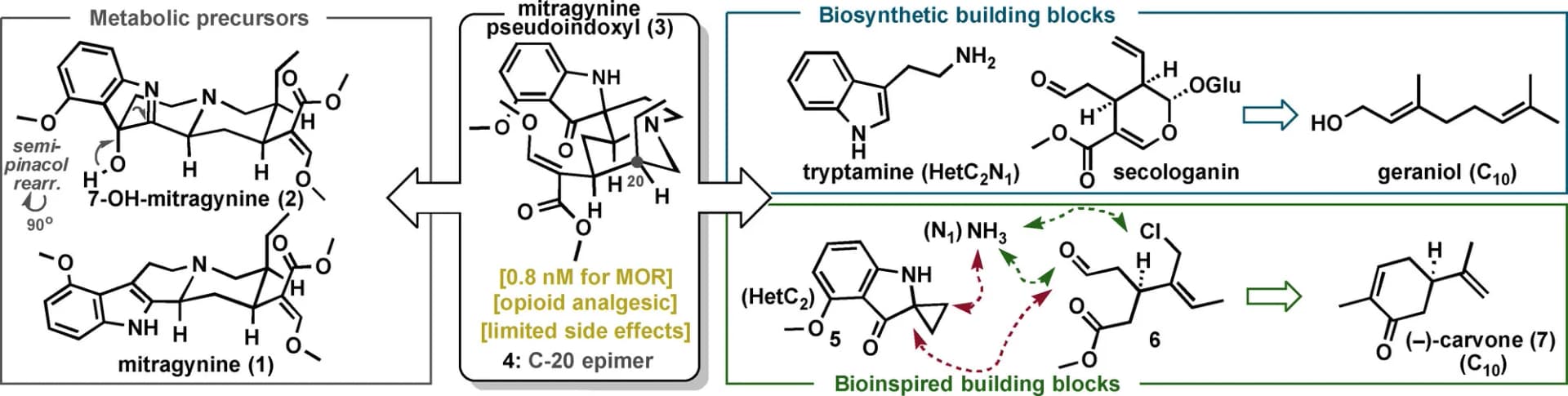 Open access visualization of Workflow, Chemical Structure, Kratom Alkaloids, Pseudoindoxyl Metabolites, Pathways