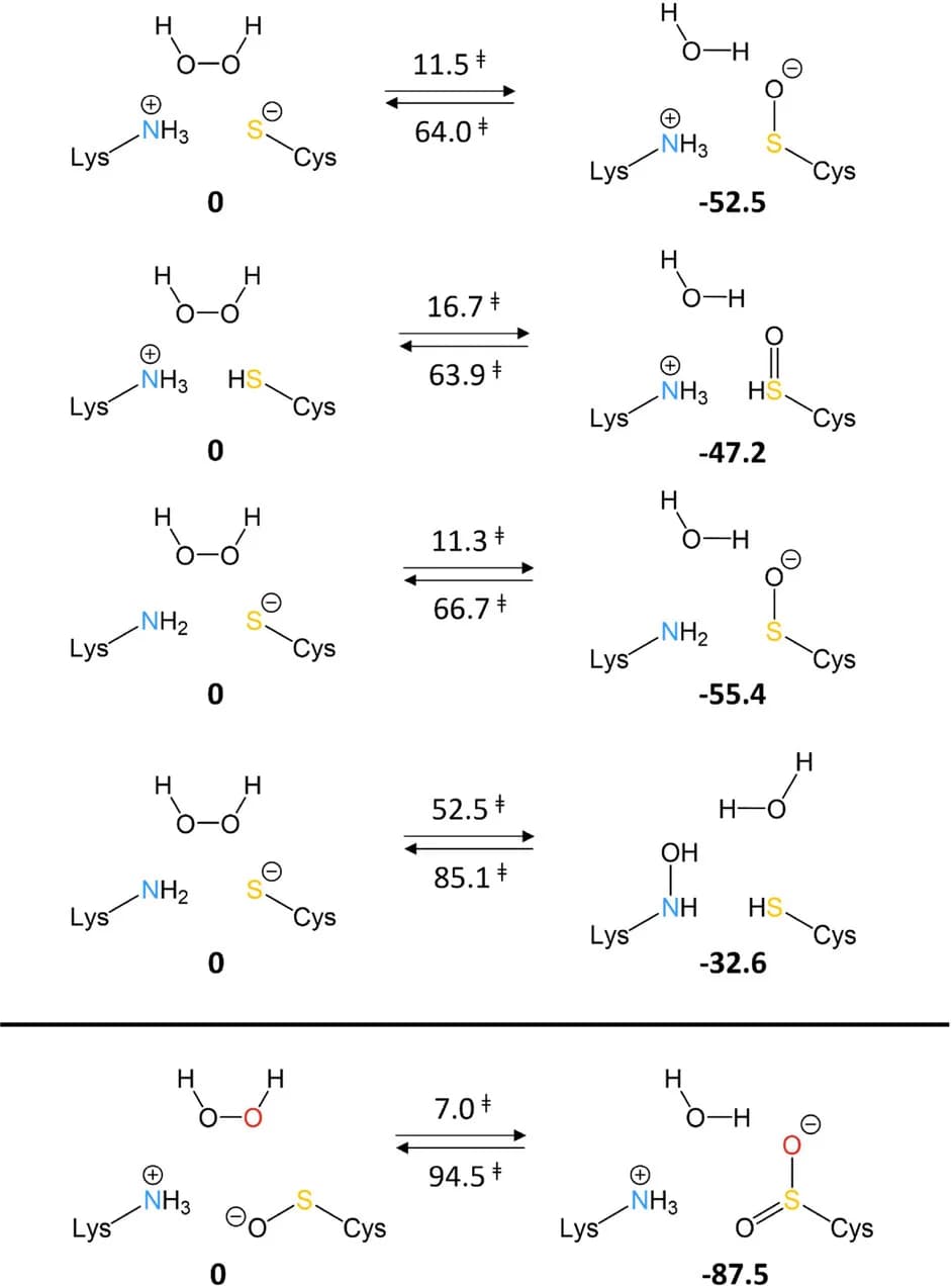 Open access visualization of Chemical Structure, Oxidation Reaction, Free Energy, Sulfenic Acid, Protonation States