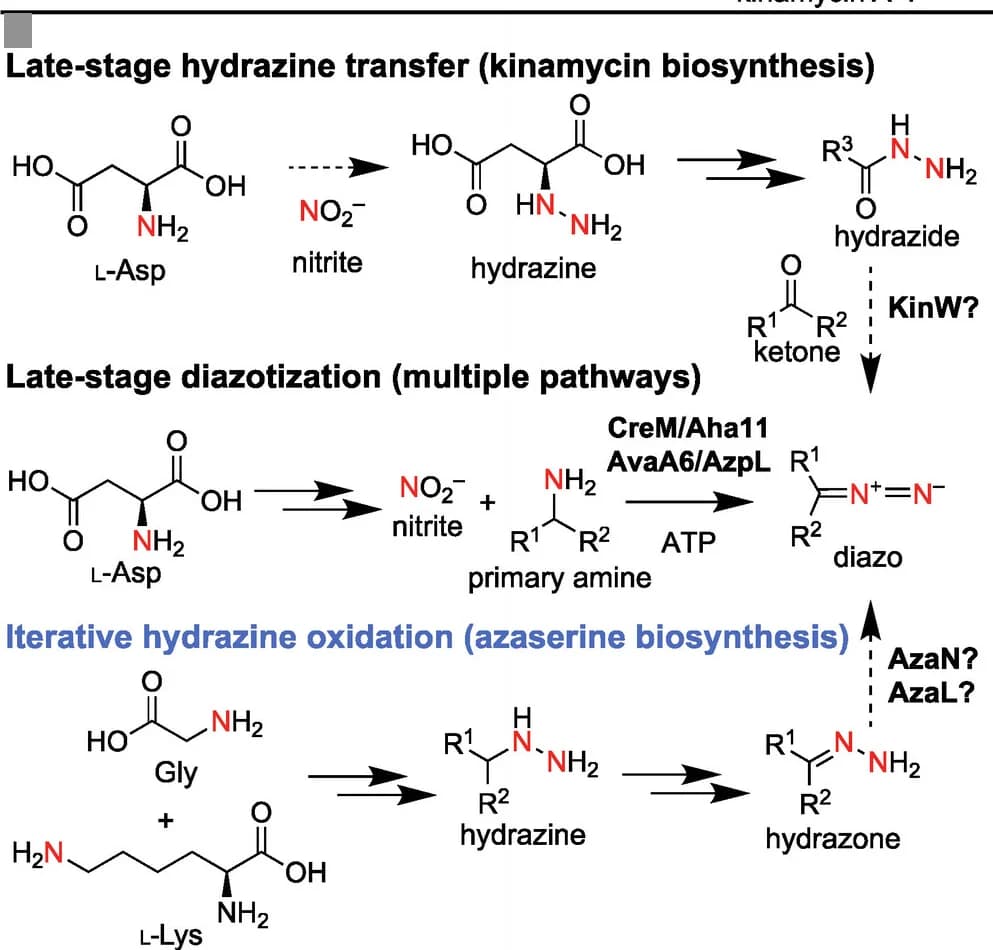 Open access visualization of Workflow, Chemical Structure, Diazo Formation, Biosynthesis, Pathways