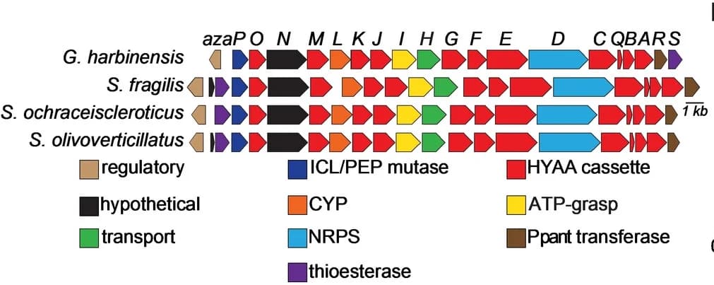 Open access visualization of Illustration, Gene Cluster, Biosynthesis, Enzymes