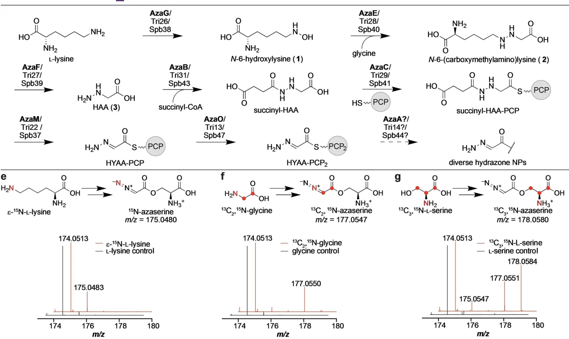 Open access visualization of Line Plot, Density Plot, Biosynthetic Enzymes, Pathways, Transformations