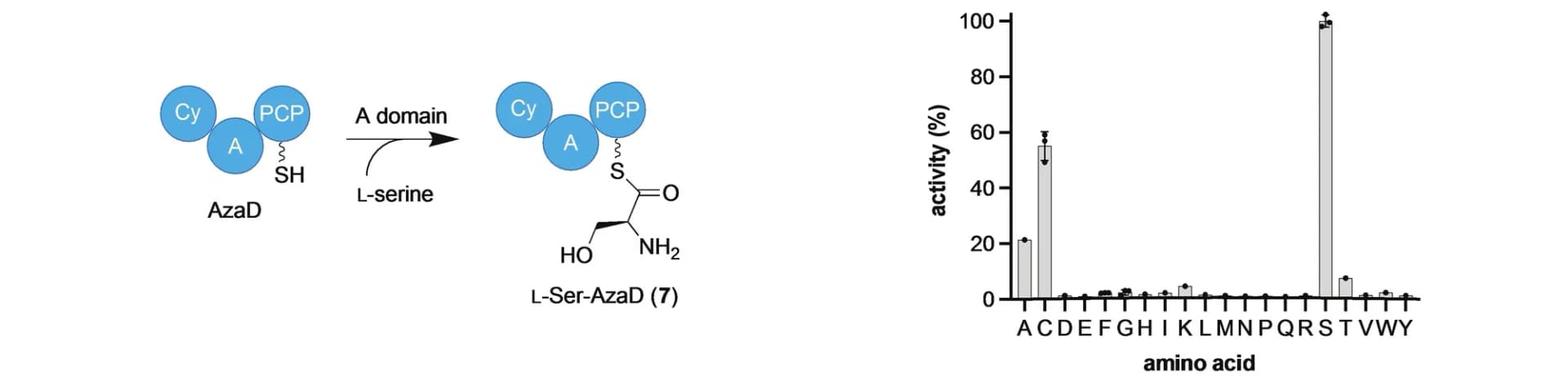 Open access visualization of Bar Plot, Error Bars, ATP-32PPi exchange assay, Substrate preference, Adenylation domain
