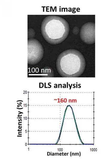 Open access visualization of Microscopy, Line Plot, TEM Microscopy, DLS, Hydrodynamic Diameter