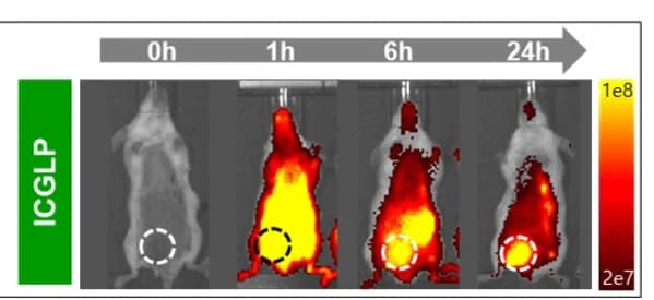 Open access visualization of Photo, Fluorescence Imaging, Whole-body, ICGLP, 4T1 Orthotopic Tumor