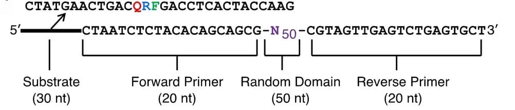 Open access visualization of Illustration, DNA Library, Ribonucleotide, DNAzyme