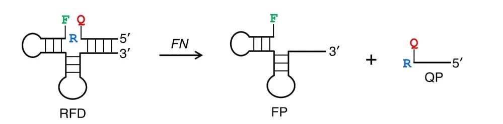 Open access visualization of Workflow, Flowchart, Illustration, Cleavage Reaction, DNAzyme