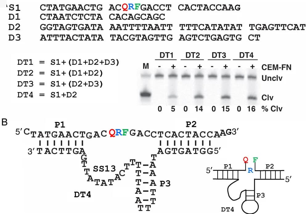 Open access visualization of Gel, Illustration, DNAzyme, Cleavage Activity, Fluorogenic Substrate