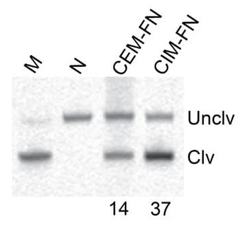 Open access visualization of Gel, Activity, CEM-FN, CIM-FN