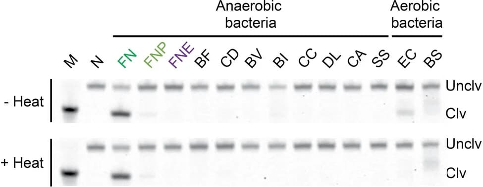 Open access visualization of Gel, DT4, CIM, Anaerobic Bacteria, Gut Flora