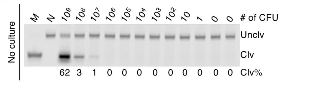 Open access visualization of Gel, Limit of Detection, Cultivation, DNAzyme, Marker