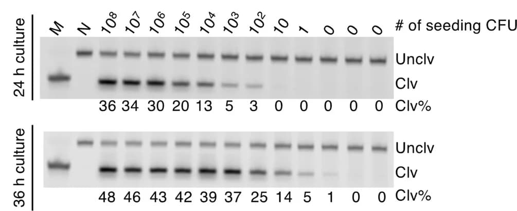 Open access visualization of Gel, Limit of Detection, Cultivation, DNAzyme, Marker