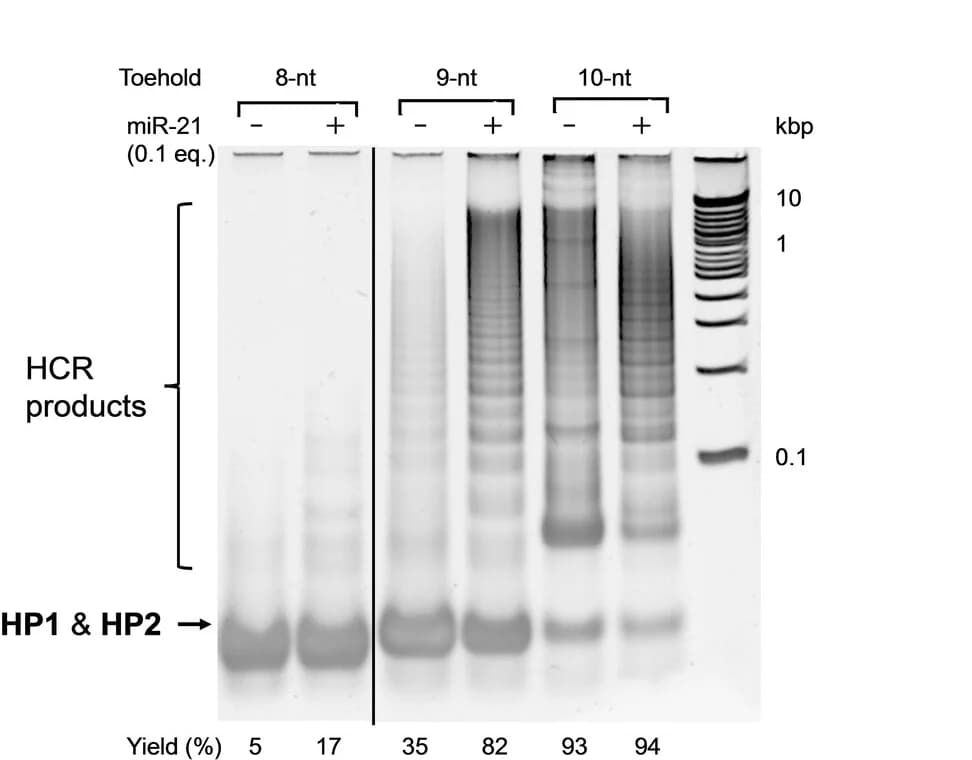 Open access visualization of Gel, Native PAGE, HCR.HP1, HCR.HP2, miR-21