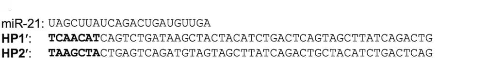 Open access visualization of Sequence Alignment, CHA probe, Hairpin DNA, Toehold region