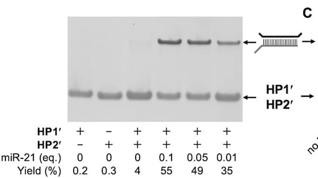 Open access visualization of Gel, Native PAGE, CHA, HP1', HP2'