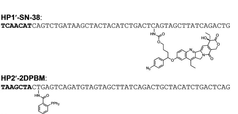 Open access visualization of Chemical Structure, CHA Probe, Hairpin DNA, Toehold Region
