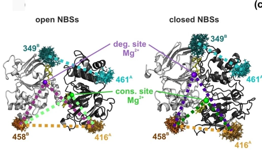 Open access visualization of Protein Structure, MTSL, Rotamers, Mg2+ Ions, NBDs