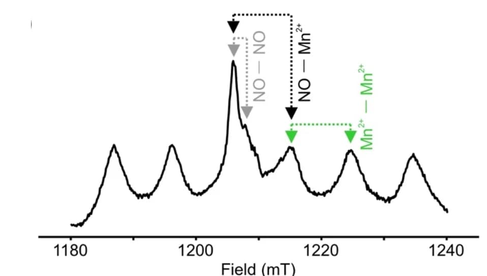 Open access visualization of Line Plot, Echo-detected field sweep spectrum, MTSL, TmrAB, Mn2+-ATP