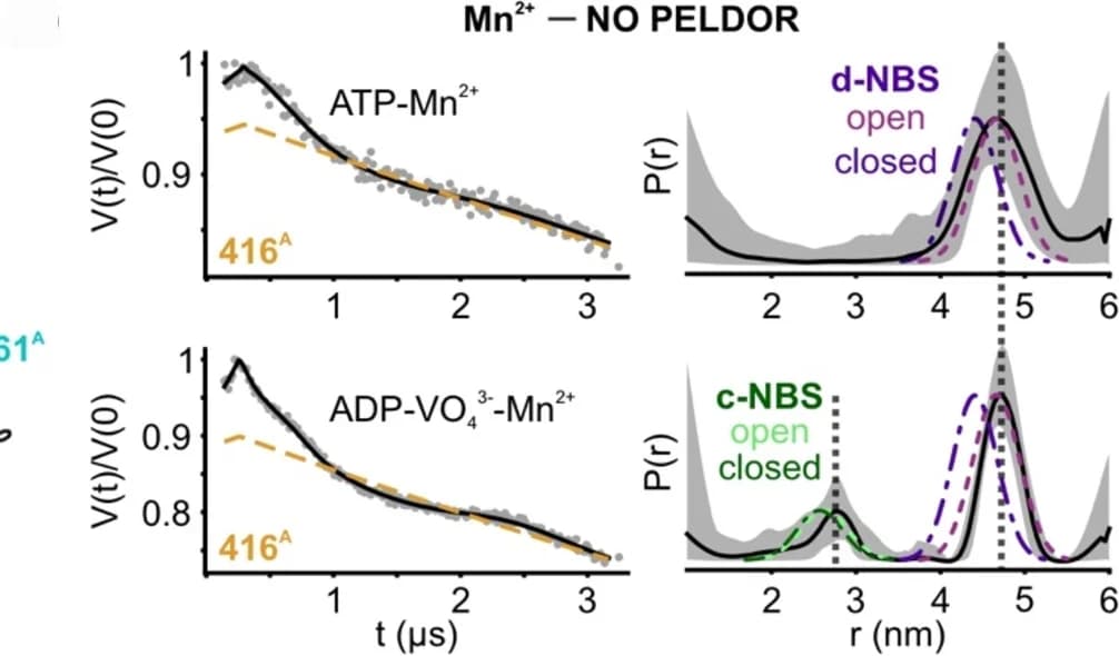 Open access visualization of Line Plot, Density Plot, Mn2+-NO PELDOR data, Distance distributions, A416R1Avariant