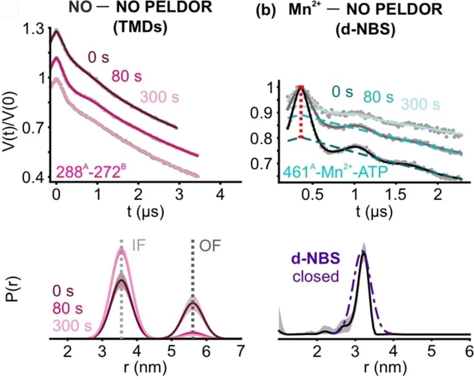 Open access visualization of Line Plot, Density Plot, NO-NO, Mn2+-NO, PELDOR
