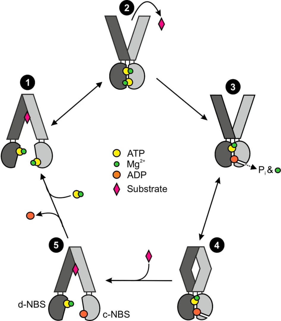 Open access visualization of Workflow, Flowchart, Illustration, Substrate translocation, TmrAB