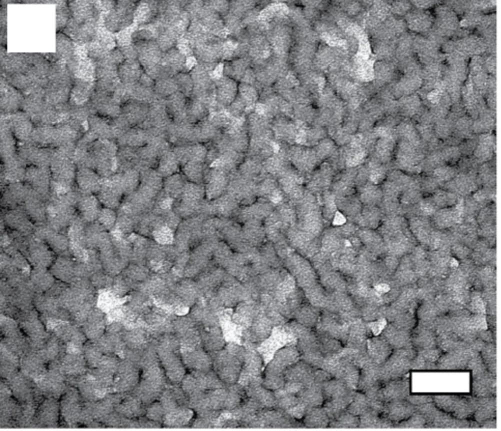 Open access visualization of Microscopy, TEM, PIMS, Bicontinuous Structure