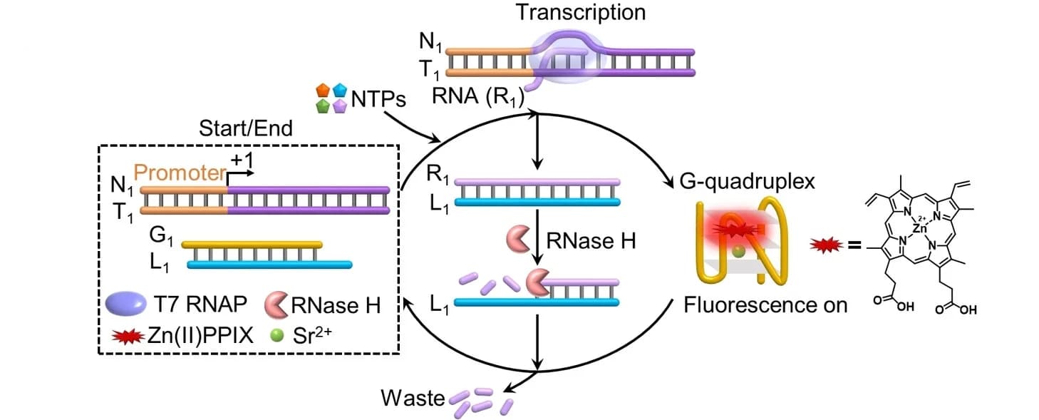 Open access visualization of Workflow, Illustration, G-quadruplex, Transcription Machinery, Fluorescence