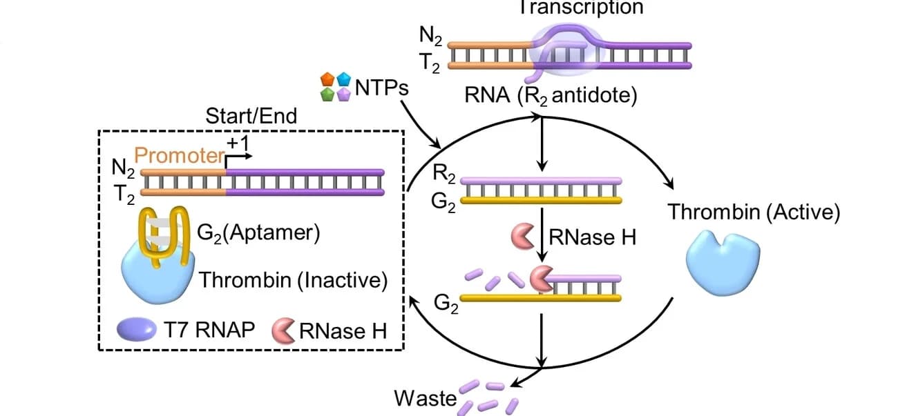 Open access visualization of Workflow, Illustration, Thrombin, Transcription, RNA