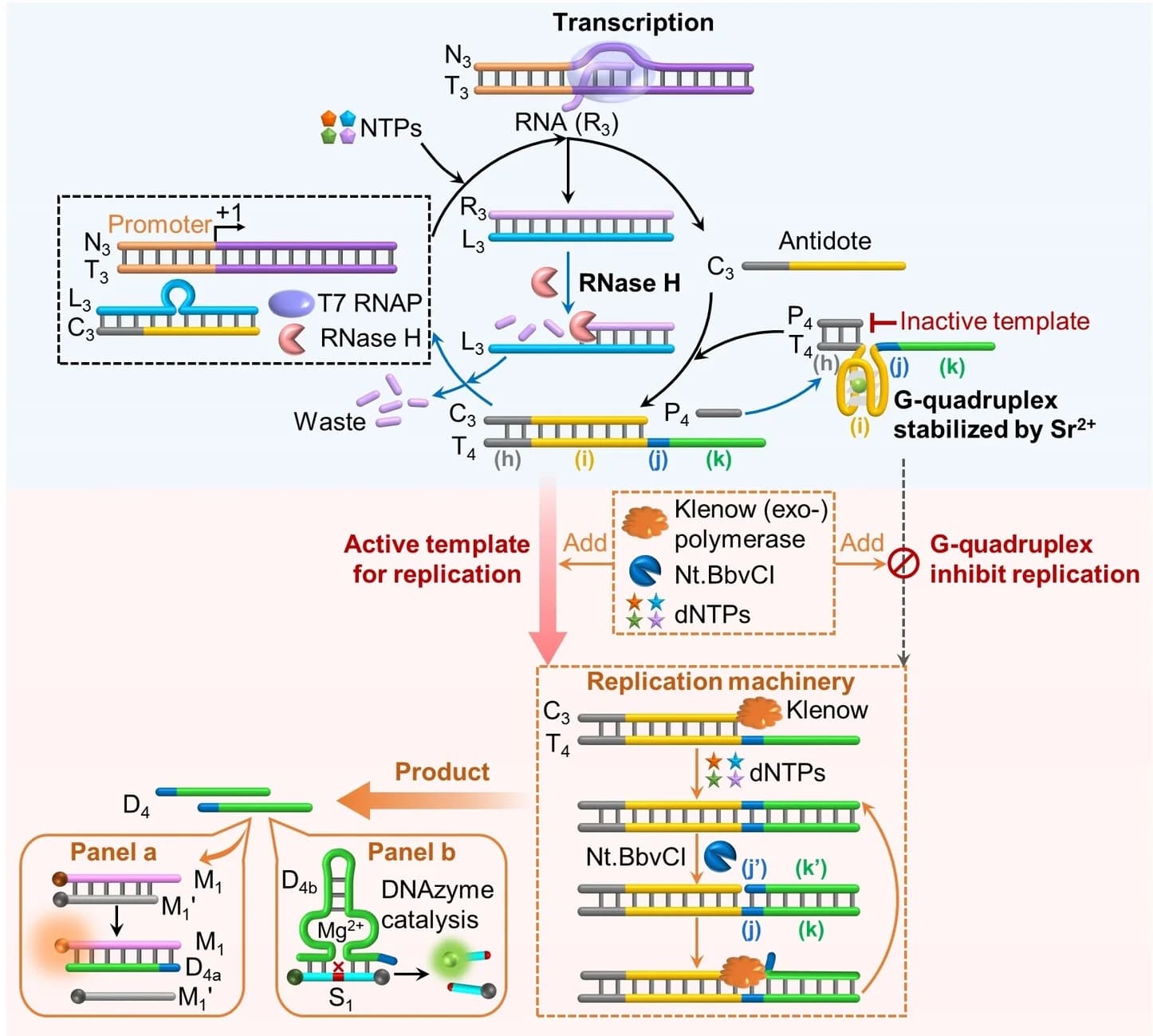 Open access visualization of Workflow, Illustration, Transcription Machinery, G-quadruplex, Polymerization