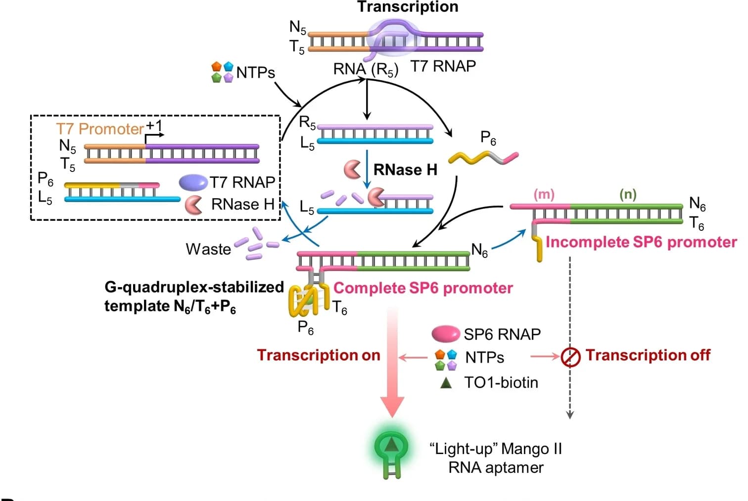 Open access visualization of Workflow, Flowchart, Illustration, Reaction Module, G-quadruplex