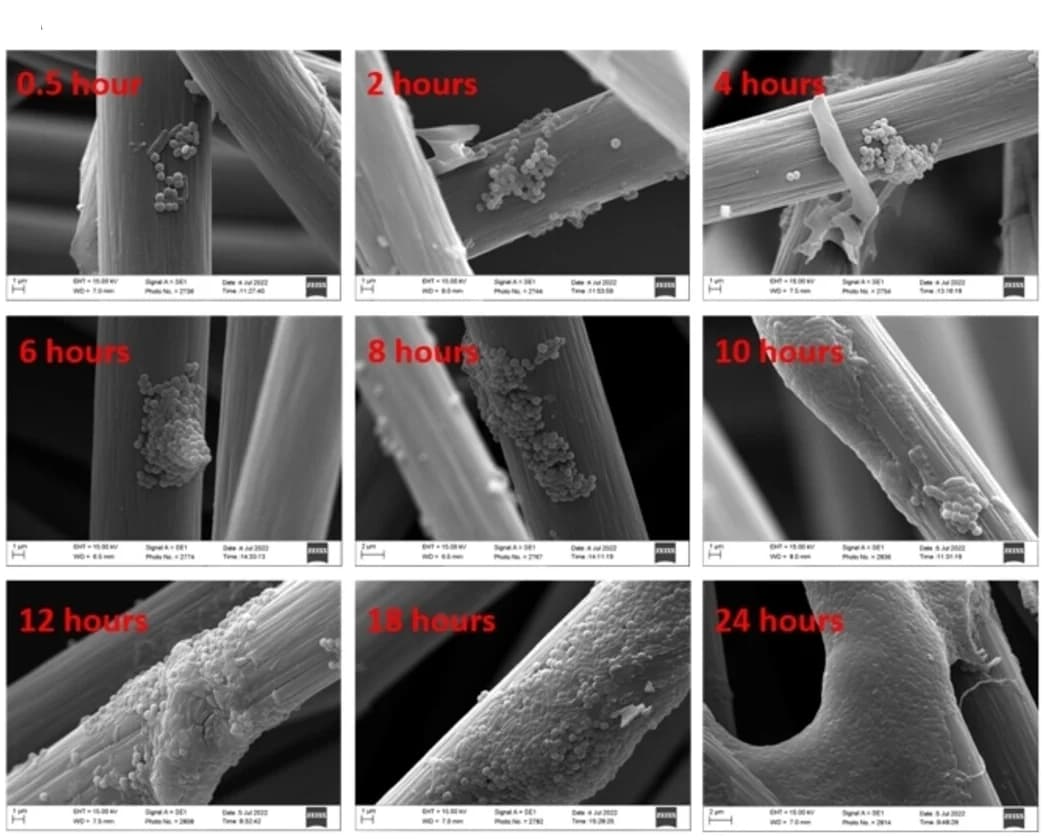 Open access visualization of Microscopy, SEM, Bacteria, Biofilm, Carbon cloth