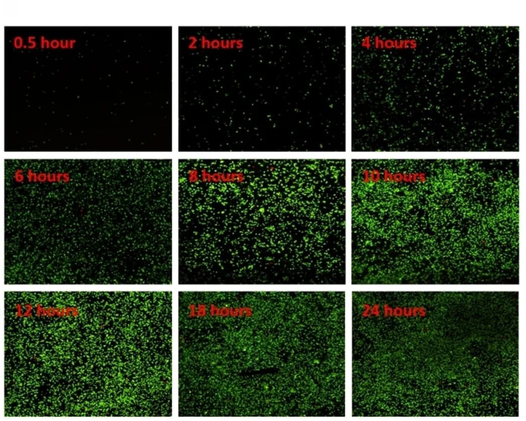 Open access visualization of Microscopy, Biofilm, S. aureus, P. aeruginosa, Co-culture
