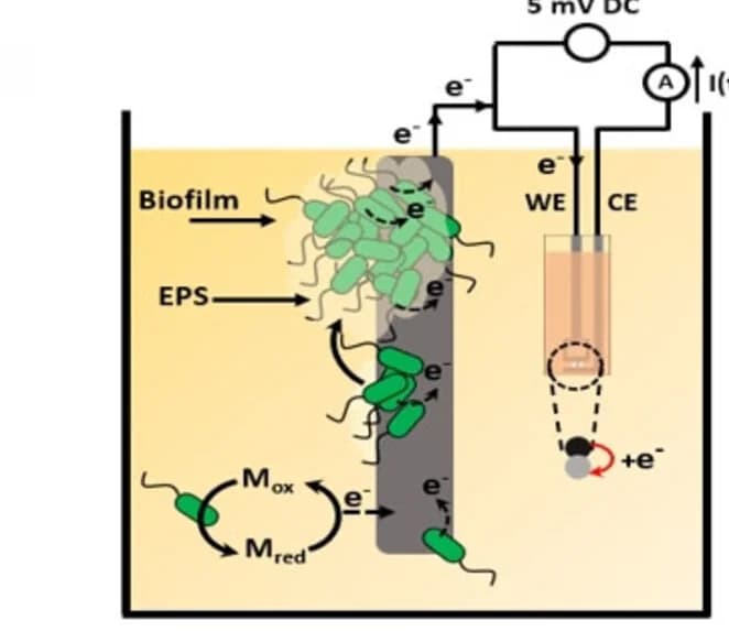 Open access visualization of Workflow, Illustration, Amperometric Measurements, Cathode Layer, Bioanode